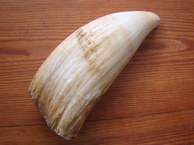 A beautiful large 19th century Sperm Whale tooth measuring 8" long and weighing nearly 1 3/4 pounds — image 2